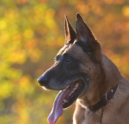 Le Malinois : le chien de garde idéal