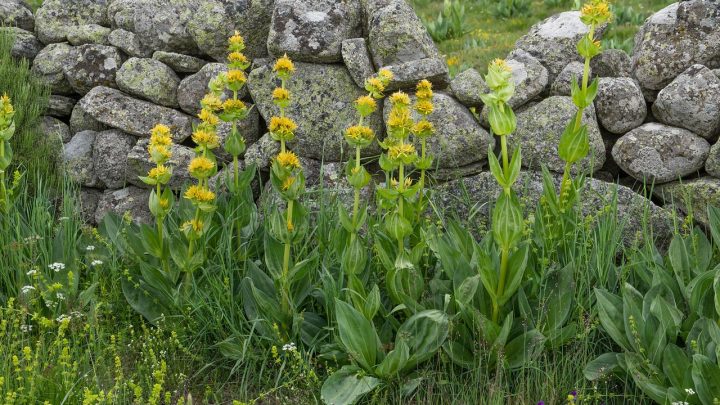 Habiller un muret arrondi avec de la mosaïque : les étapes à suivre